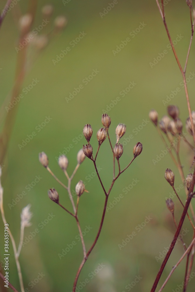 dry flower plant in the nature in autumn season dry flower plant in the nature in autumn season