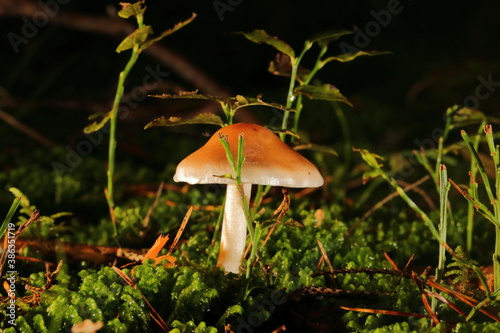 Pilze im herbstlichen Wald