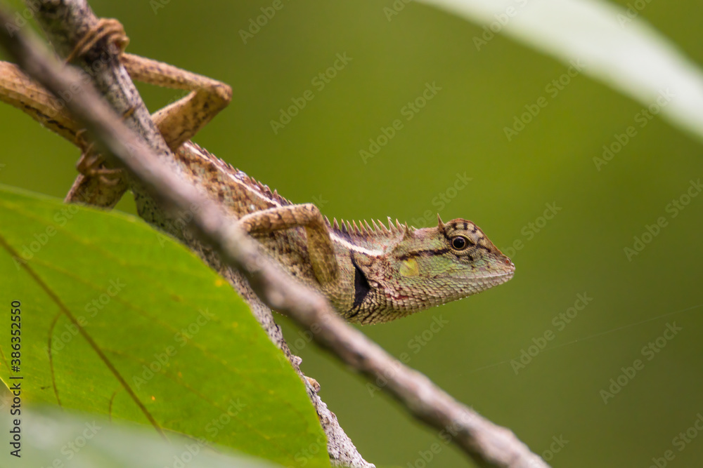 oriental garden lizard in nature oriental garden lizard in nature