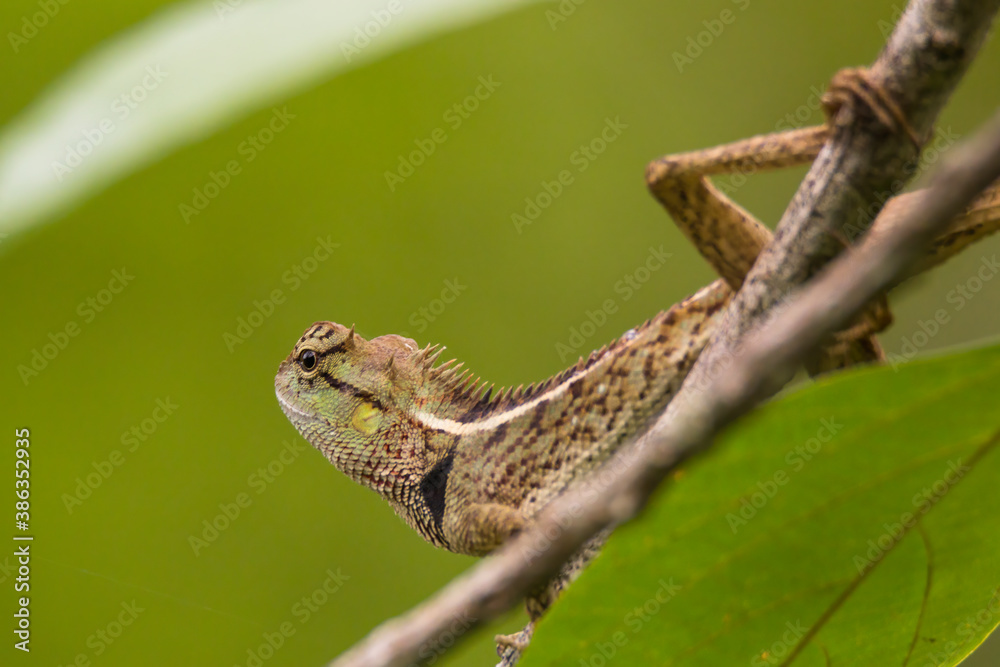 oriental garden lizard in nature oriental garden lizard in nature
