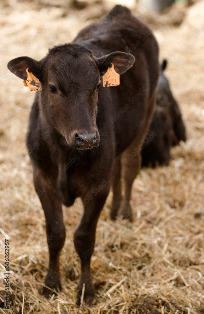 Veau de race wagyu à Foissiat, France Veau de race wagyu à Foissiat, France