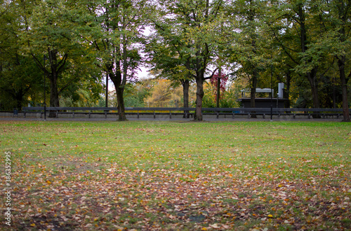 green park with autumn trees and dry leaves evening landscape