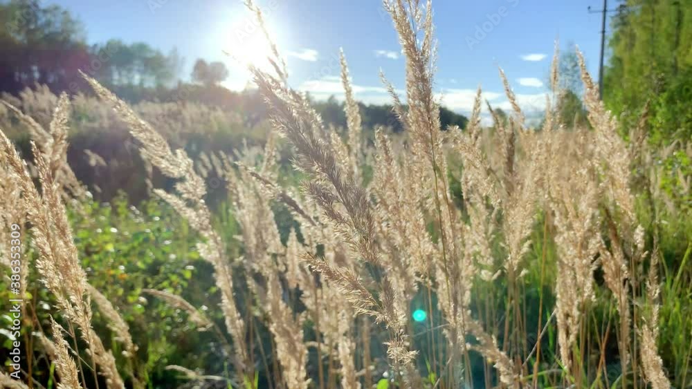 Fluffy spikelets of dry grass in a large field on the sunset background. Blades of grass sway due to the wind on a sunny autumn day Fluffy spikelets of dry grass in a large field on the sunset background. Blades of grass sway due to the wind on a sunny autumn day