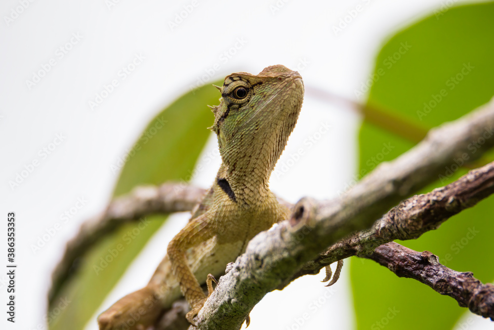 oriental garden lizard in nature oriental garden lizard in nature