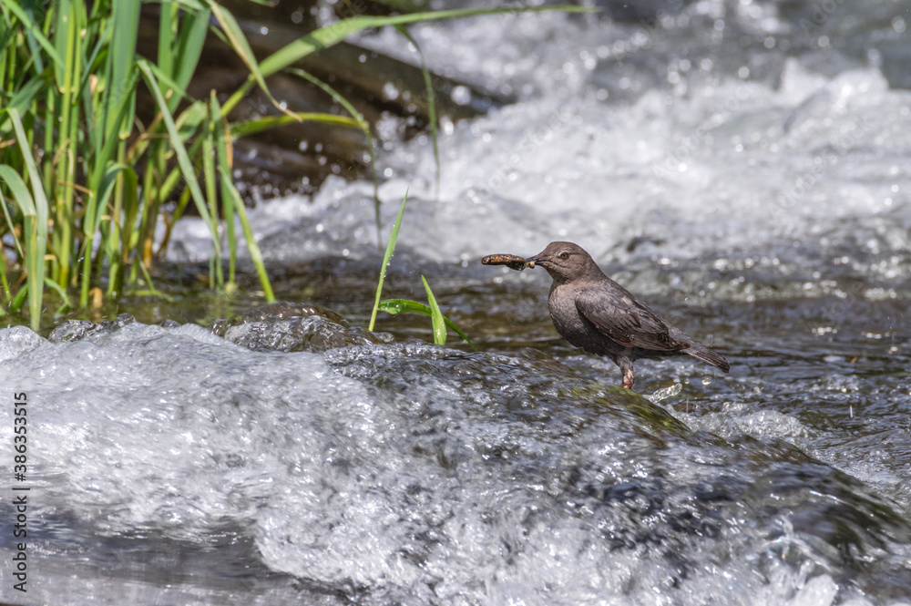 Lunch for the kids - Adult American Dipper (Cinclus mexicanus) with Caddis Fly larvae.