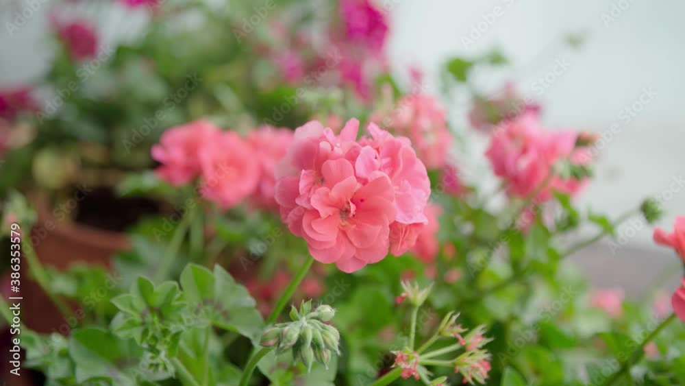 pink petal flowers on terrace garden pink petal flowers on terrace garden