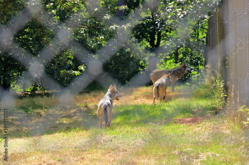 Wolf dog locked behind a fence in the wildlife Park in Silz/Palatinate/Germany photo