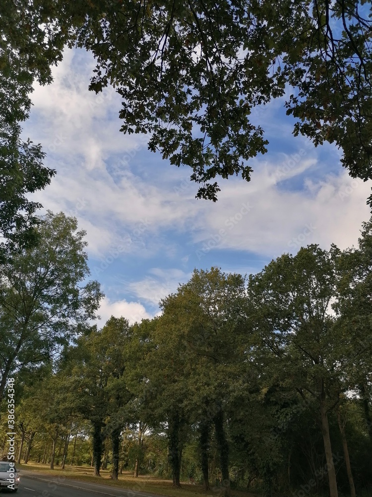 Obraz premium trees in the park