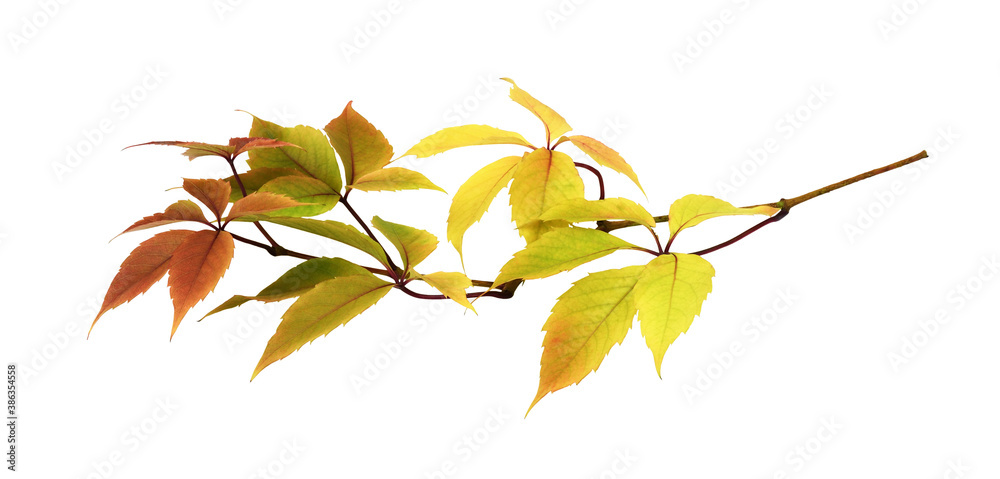 Twig with colorful autumn leaves of wild grape Twig with colorful autumn leaves of wild grape