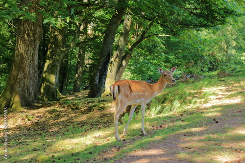 Fototapeta Naklejka Na Ścianę i Meble -  Wild roe deer in the wildlife Park in Silz/Palatinate in Germany