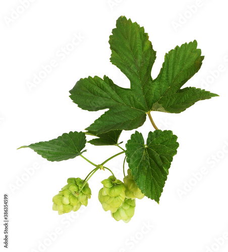 Branch of hops with green c...