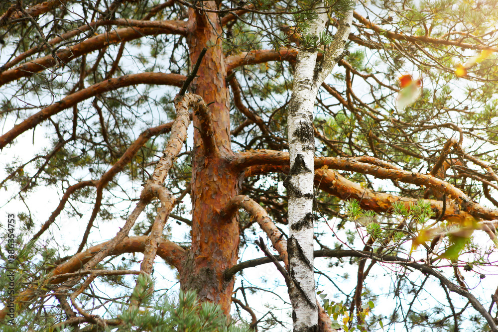 Fototapeta premium Pine and birch trunk together. Conception of Nature Conservation. 