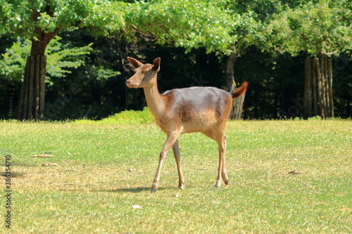 Wild roe deer in the wildlife Park in Silz/Palatinate in Germany