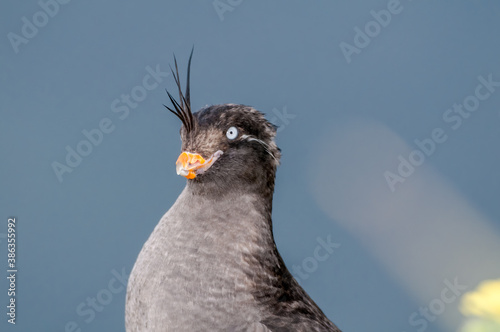 Molting Crested Auklet (Aethia cristatella) at St. George Island, Pribilof Islands, Alaska, USA photo