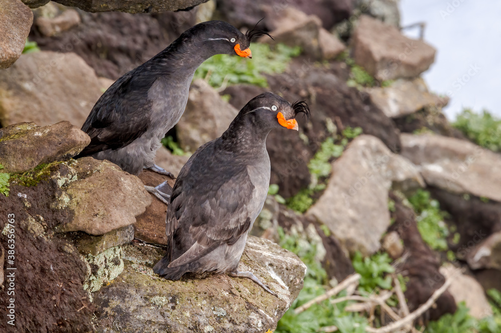 Obraz premium Crested Auklets (Aethia cristatella) at St. George Island, Pribilof Islands, Alaska, USA