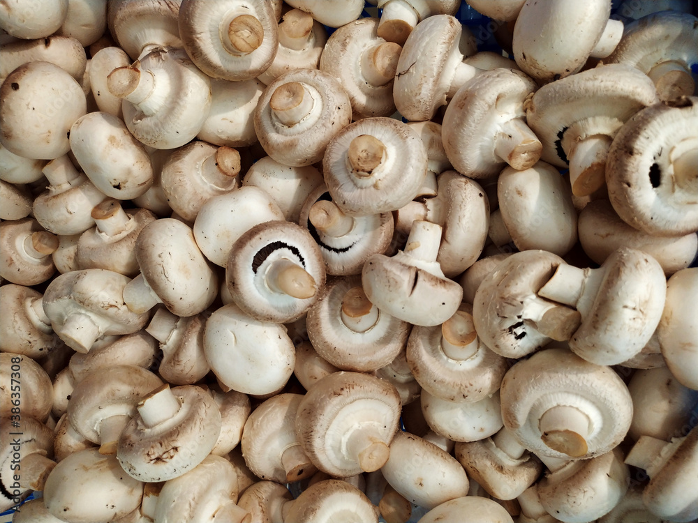 Lots of fresh mushrooms close-up view from above. Delicious and healthy mushrooms are grown at home. Fresh raw mushroom. The frame is filled entirely with mushrooms. Texture. Background. Food Lots of fresh mushrooms close-up view from above. Delicious and healthy mushrooms are grown at home. Fresh raw mushroom. The frame is filled entirely with mushrooms. Texture. Background. Food