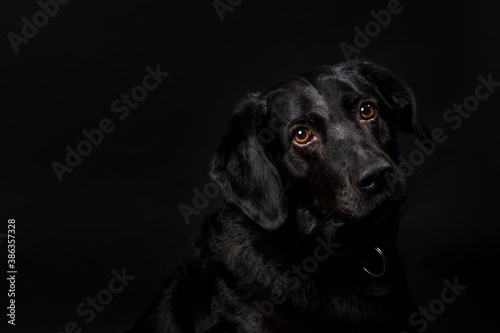 Portrait of a cute looking black labrador dog with brown eyes, shot on a black background. Adult dog with a shiny coat, horizontal studio shot © Lea