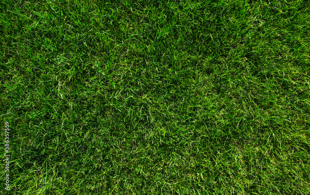 Background of a green grass. Background of a green grass.