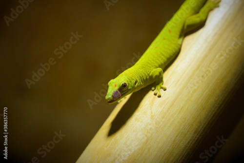 Madagascar Giant Day Gecko licking its lips