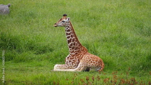 Photography Just a chilling giraffe