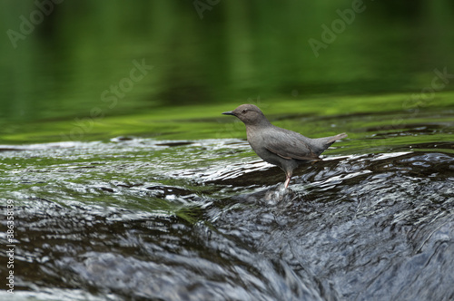 Water Ouzel - American Dipper (Cinclus mexicanus) searching for food in a stream in Oregon.