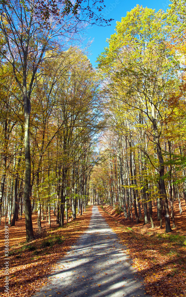 Fototapeta premium Autumn forest road in deciduous beech woodland