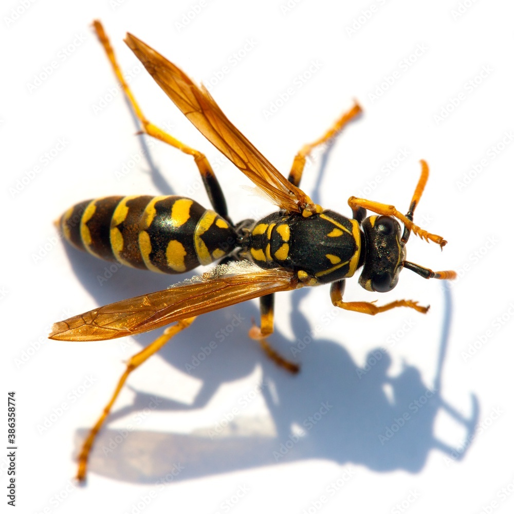 wasp or German yellowjacket isolated on white background wasp or German yellowjacket isolated on white background