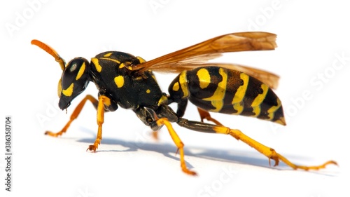 wasp or German yellowjacket isolated on white background