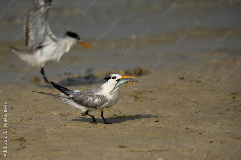 Greater Crested Tern holding a fish catch at Busaiteen coast, Bahrain Greater Crested Tern holding a fish catch at Busaiteen coast, Bahrain