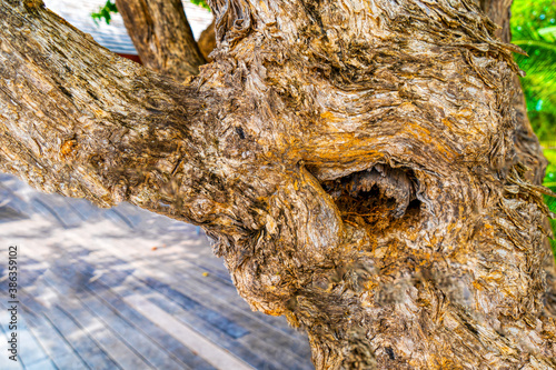 Twisted tree trunk with marks of strangulation