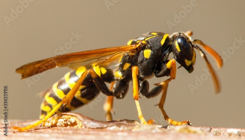 Wasp or German European wasp in latin Vespula vulgaris photo