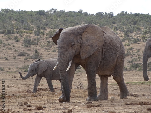 Elephants at Addo National Parc South Africa