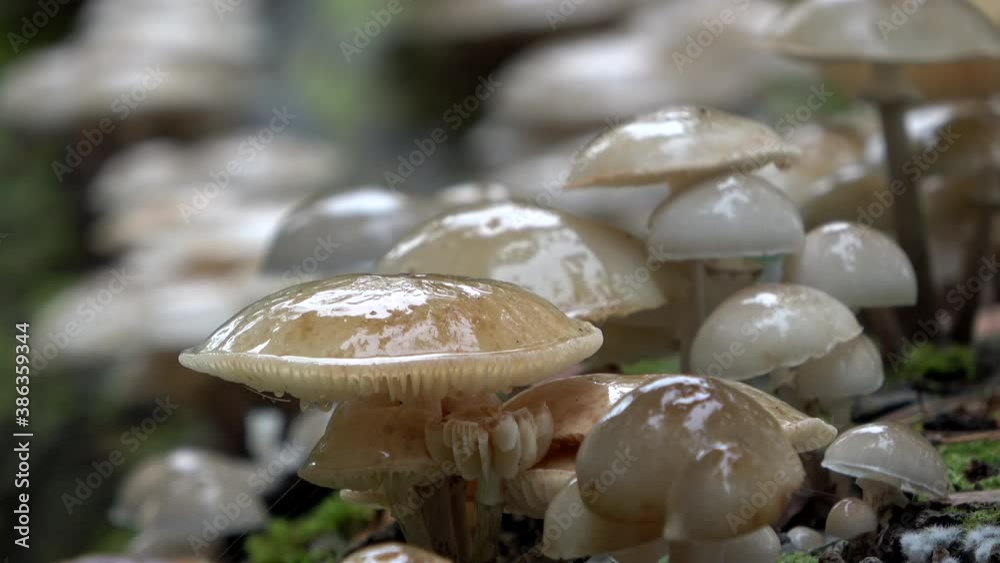 Gruppe Buchen- Schleimrüblinge auf Moos