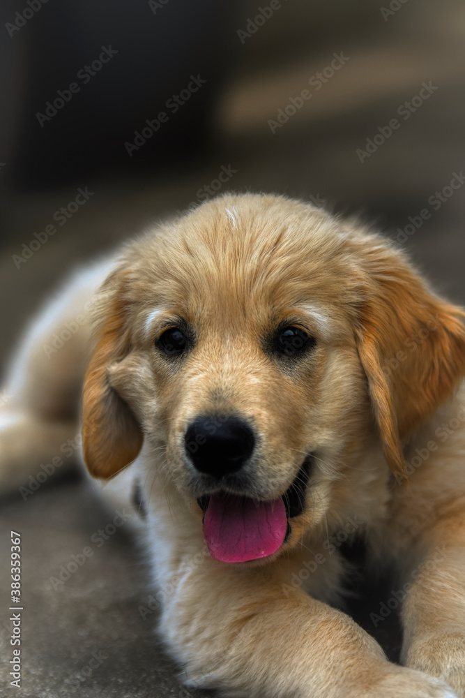 Golden Retriever Welpe