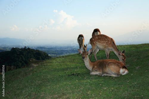 若草山の鹿 photo