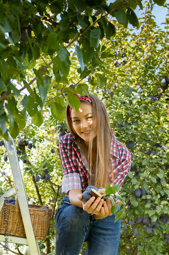 smiling teenage girl holding a lot of fresh freshly plucked plums