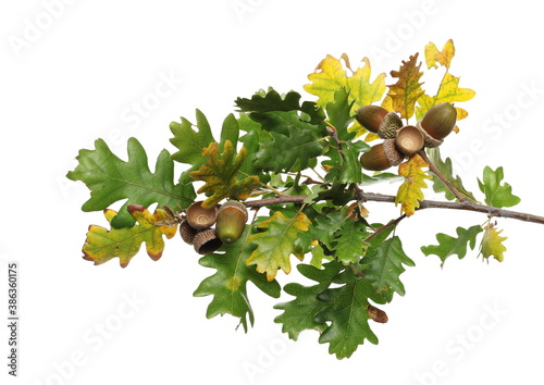 Oak leaves on branch with acorn, yellow green foliage in autumn season isolated on white background