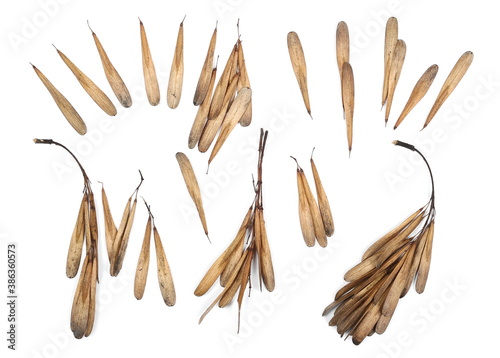 Foto European ash seeds (Fraxinus excelsior) pile isolated on white background, top v