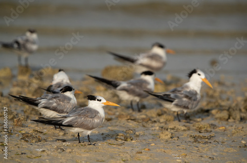 Greater Crested Terns at Busaiteen coast, Bahrain