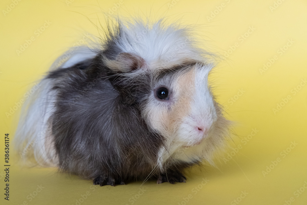 cute guinea pig on yellow background