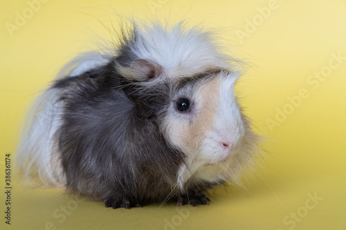 Obraz na płótnie cute guinea pig on yellow background w salonie