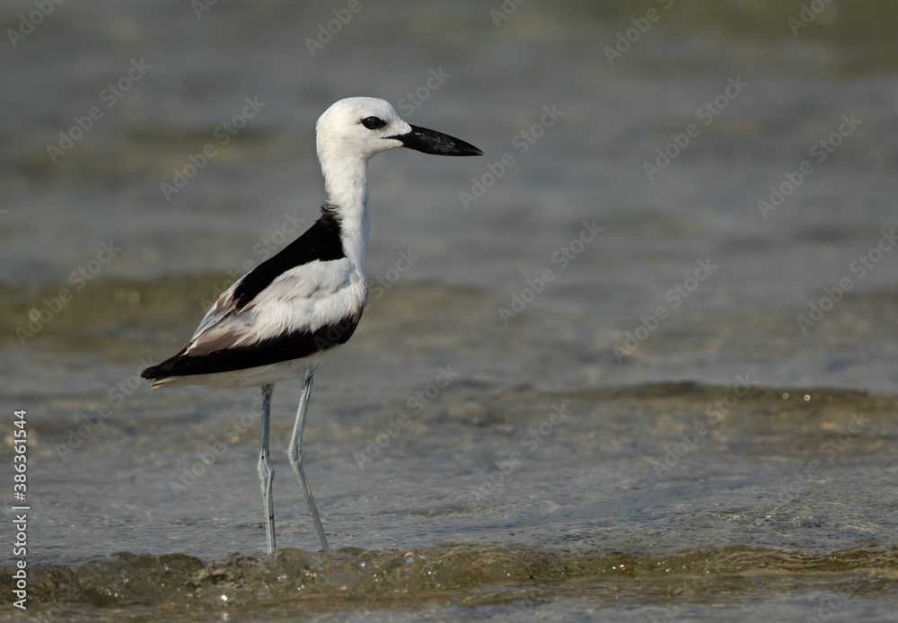 Portrait of a Crab plover at Busaiteen coast, Bahrain Portrait of a Crab plover at Busaiteen coast, Bahrain