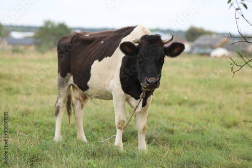 A thin and dirty cow looks at us