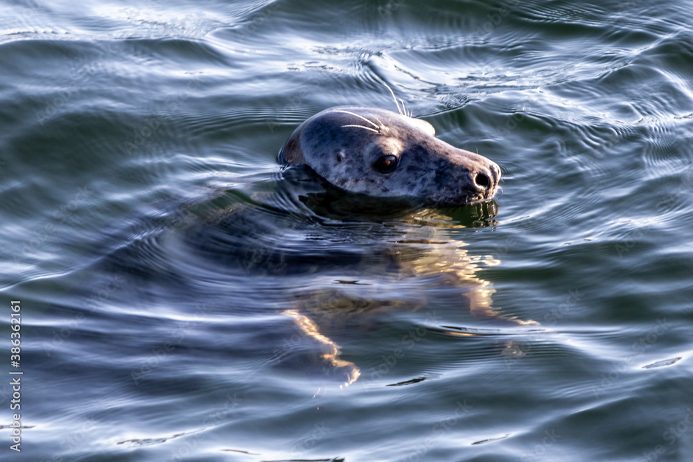 Fototapeta premium Grey seal in clear harbour water