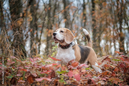Beagle dog on a walk in the autumn Park