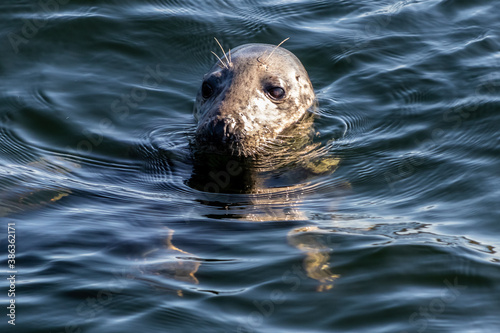 Grey Seal in clear water 