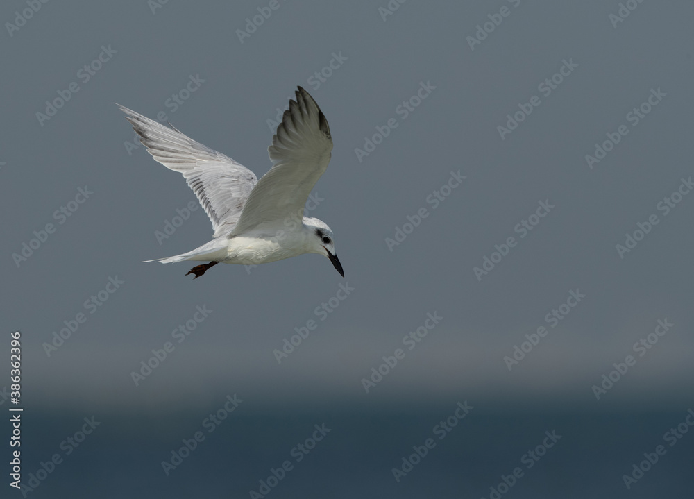Gull-billed tern in flight at Busaiteen coast, Bahrain Gull-billed tern in flight at Busaiteen coast, Bahrain