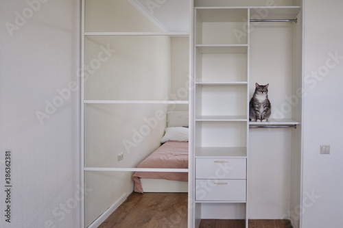 Pet in the white empty closet, cat on shelf in the wardrobe