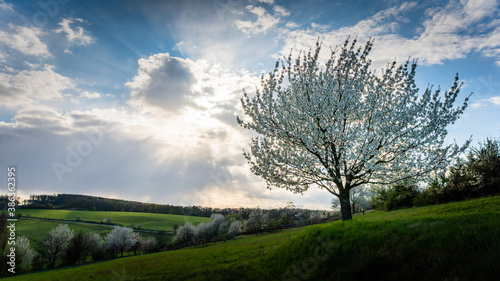 Cherry blossom in the late afternoon