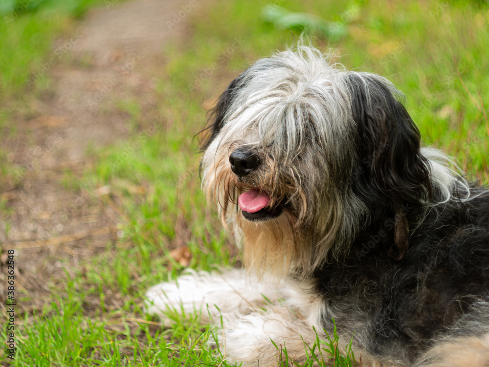 Polish Lowland Sheepdog sitting on green grass and showing pink tongue. Selective focus on a nose. Portrait of cute big black and white fluffy long wool thick-coated dog. Funny pet animals background
